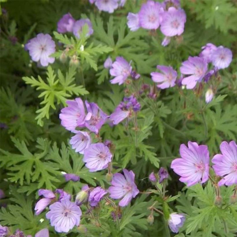 Geranium tuberosum - Geranio tuberoso (Fioritura)