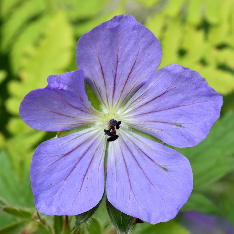 Geranium Alaska (Fioritura)