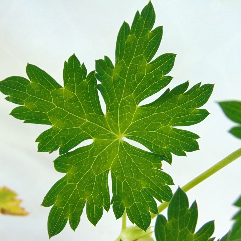 Geranium Azure Rush (Fogliame)