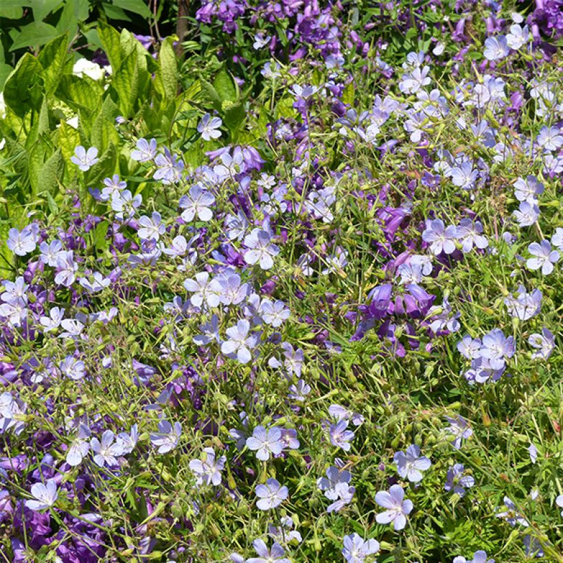 Geranium Blue Cloud (Fioritura)