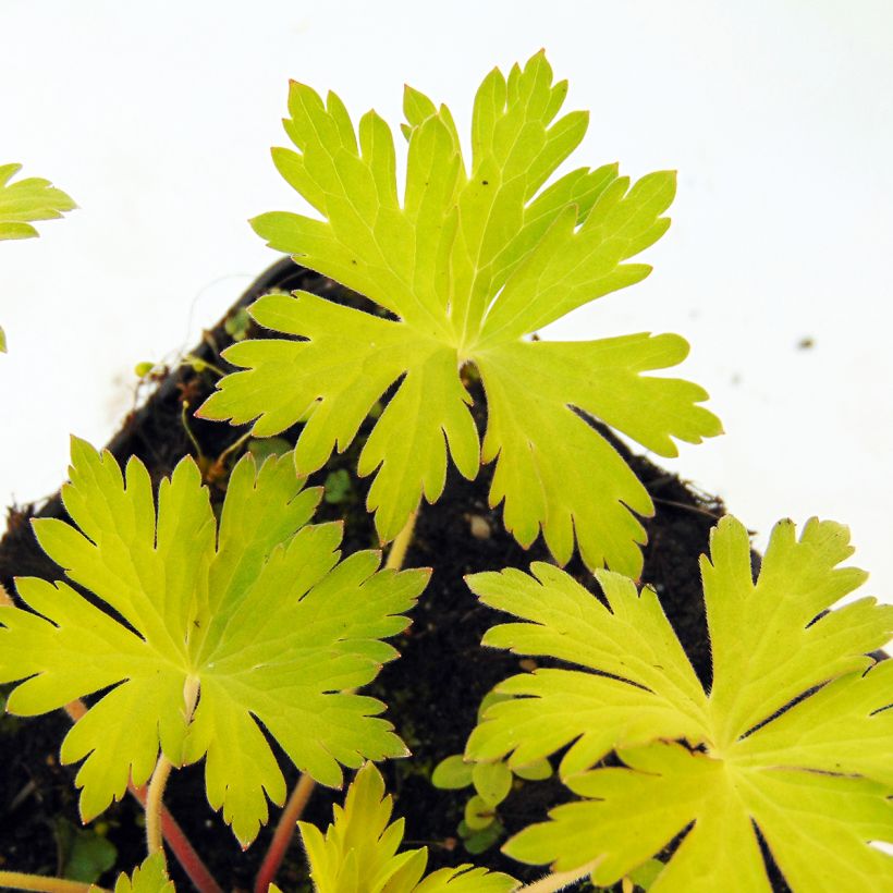 Geranium Blue Sunrise (Fogliame)