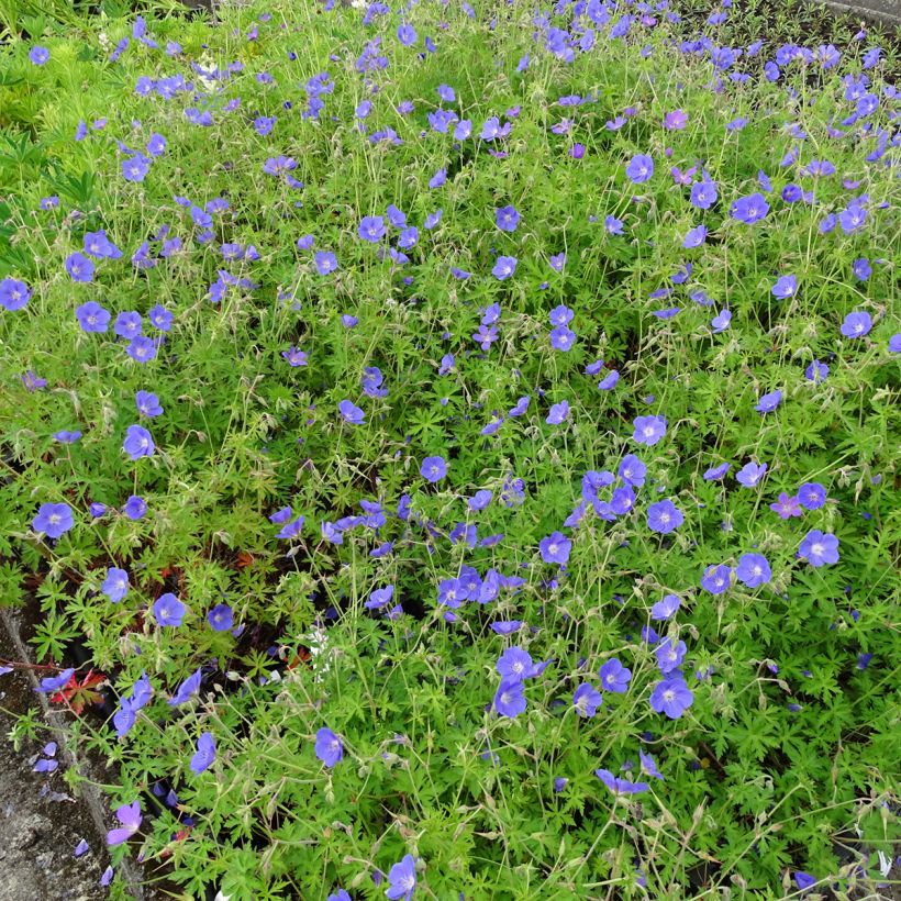 Geranium Brookside (Porto)