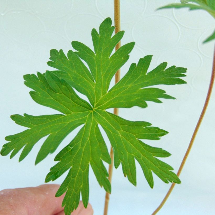 Geranium Brookside (Fogliame)