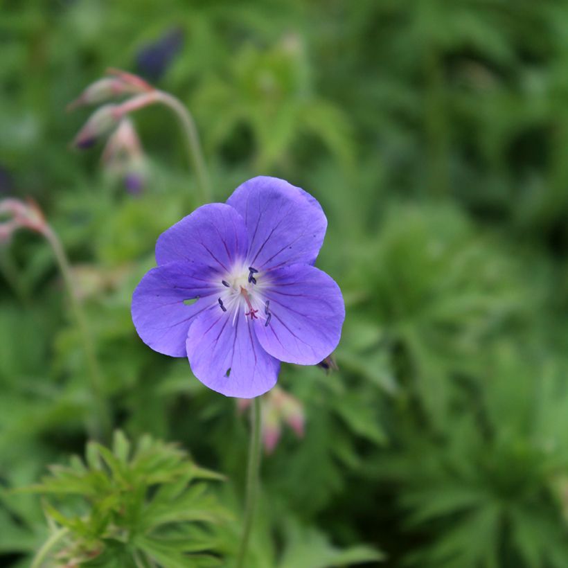 Geranium Brookside (Fioritura)