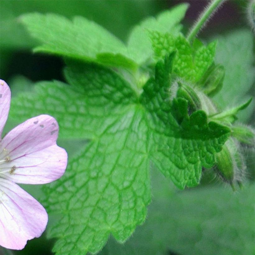 Geranium Chantilly (Fogliame)