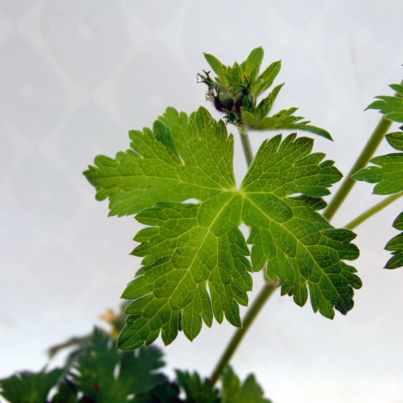 Geranium Dragon Heart (Fogliame)