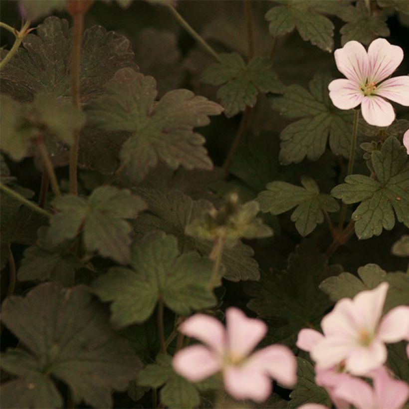 Geranium oxonianum Dusky Crug (Fogliame)