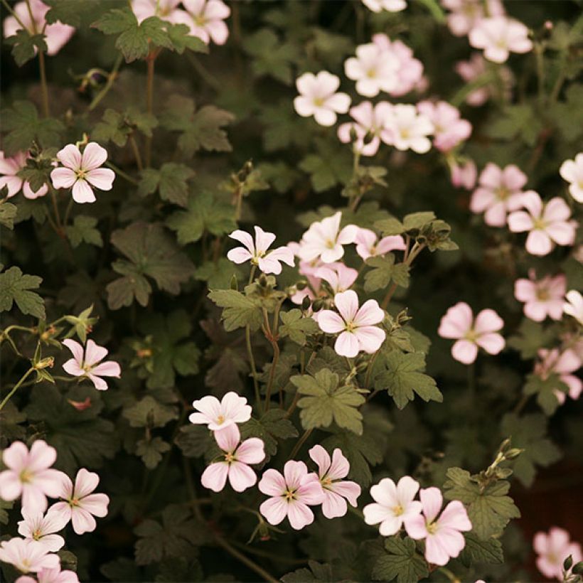 Geranium oxonianum Dusky Crug (Fioritura)