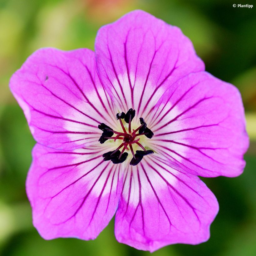 Geranium Kelly-Anne (Fioritura)