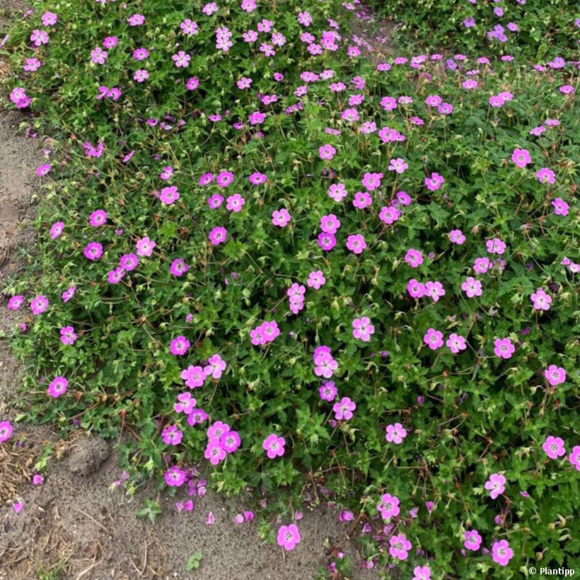 Geranium Kelly-Anne (Porto)