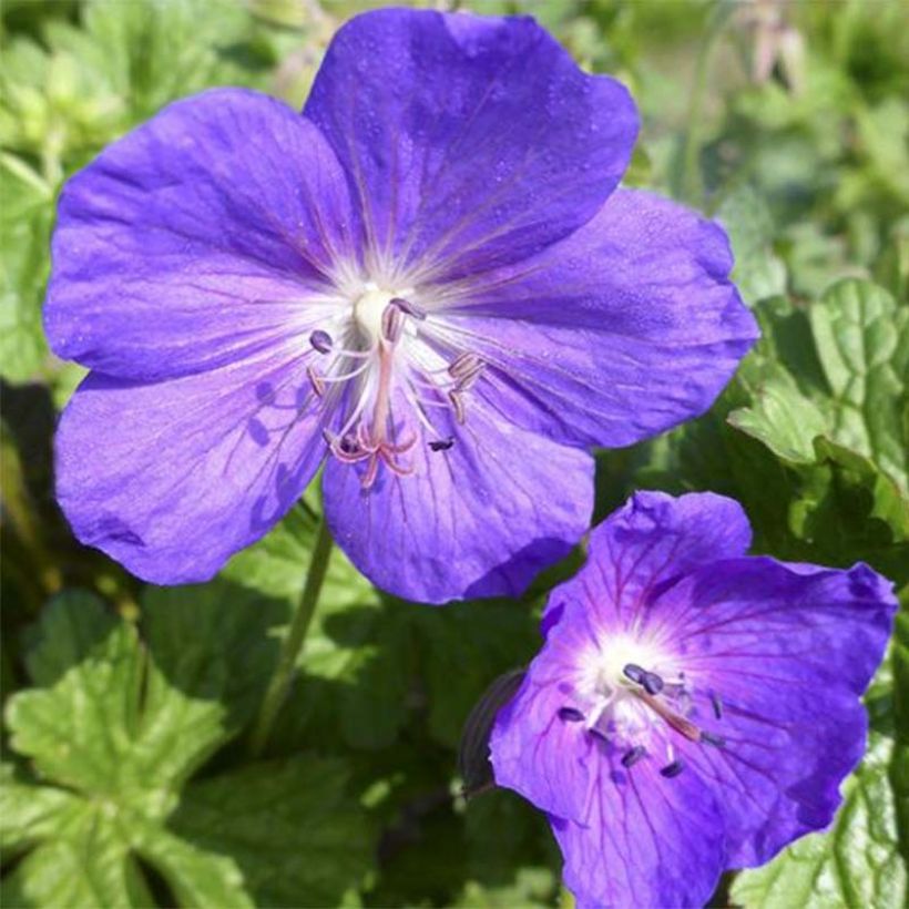 Geranium Lea (Fioritura)