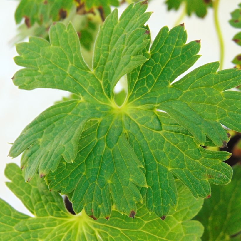 Geranium wallichianum Lilac Ice (Fogliame)