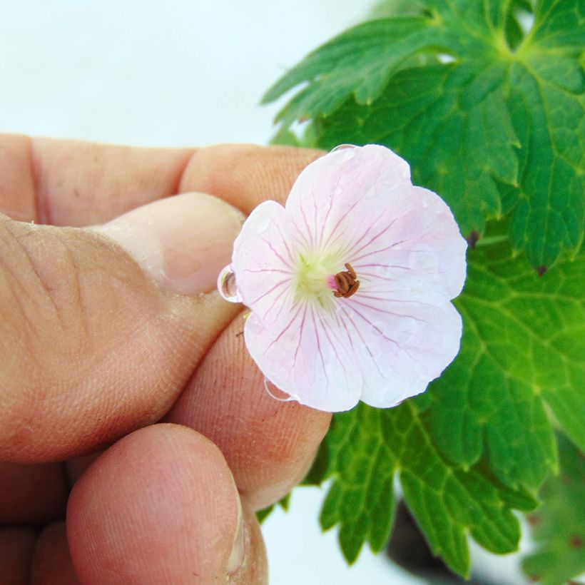 Geranium wallichianum Lilac Ice (Fioritura)