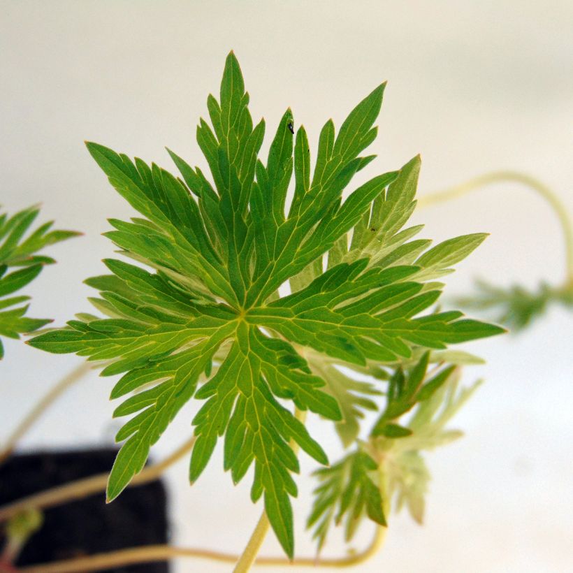 Geranium Nimbus (Fogliame)