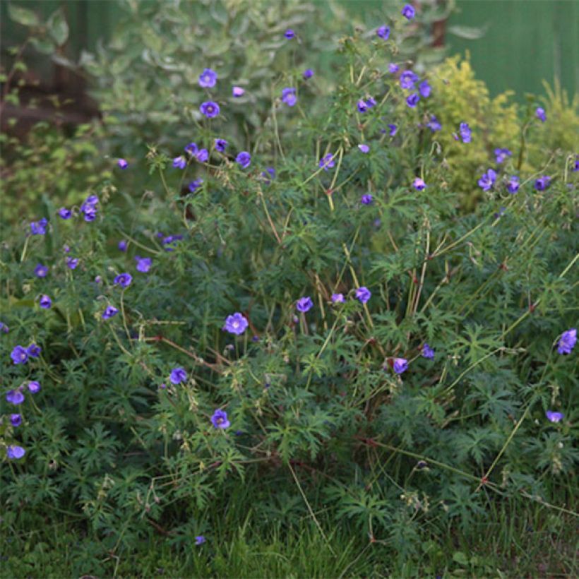 Geranium Nimbus (Fioritura)