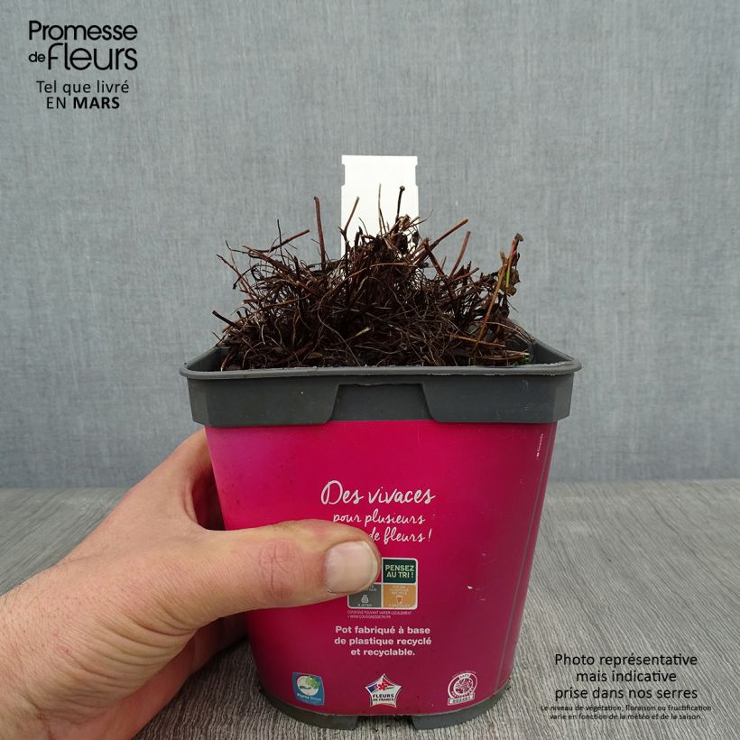 Géranium vivace Orkney Cherry Pot de 1.5L/2L esemplare consegnato in inverno