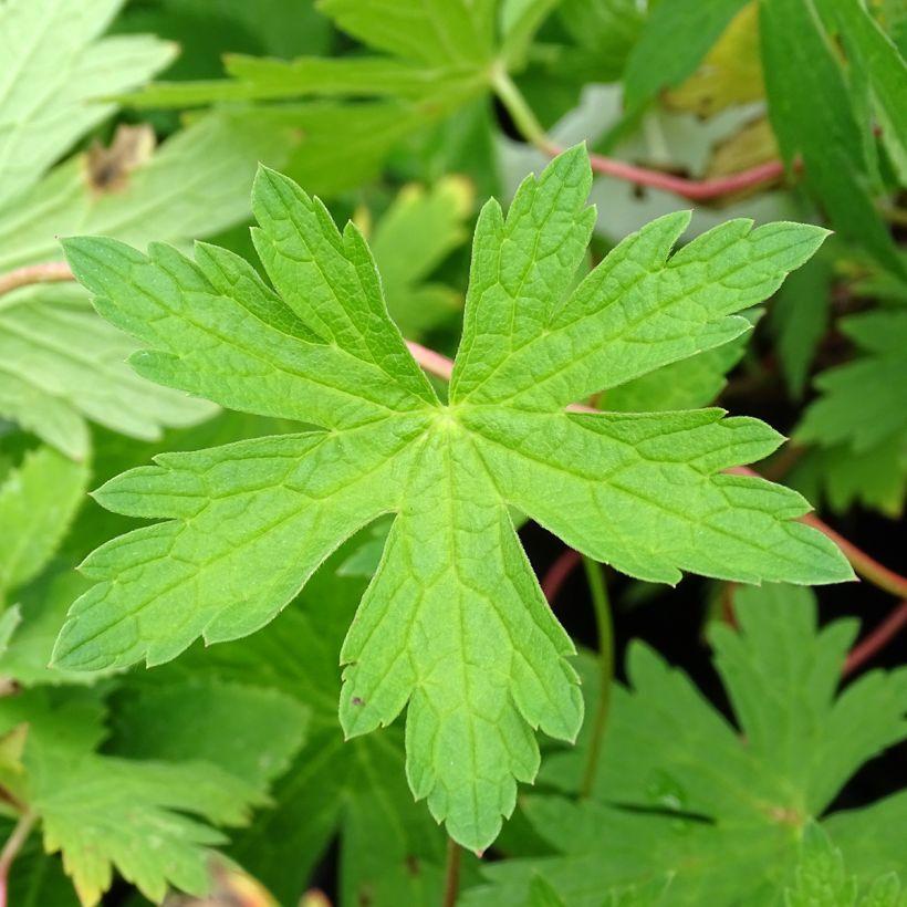 Geranium Patricia (Fogliame)