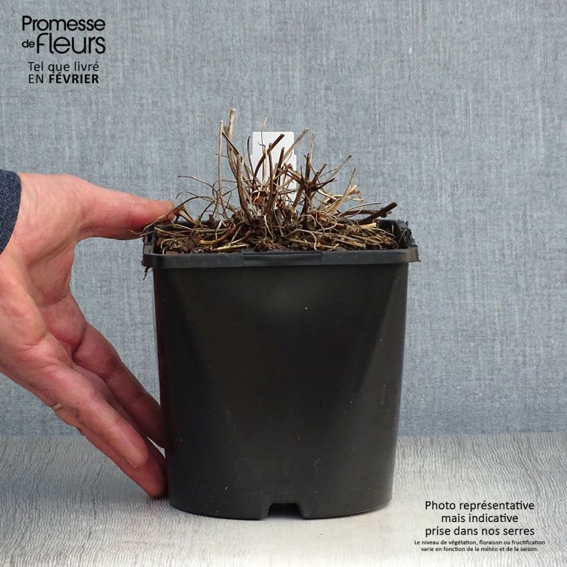 Géranium vivace Patricia en pot de 1.5/2 litres esemplare consegnato in inverno