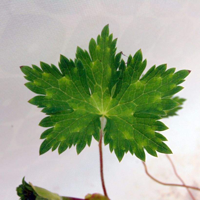 Geranium Rise and Shine (Fogliame)