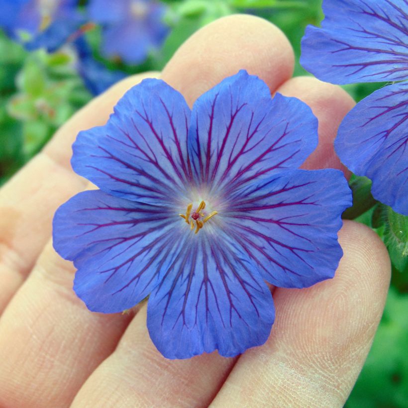 Geranium Sabani Blue (Fioritura)