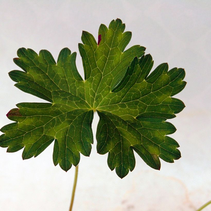 Geranium Silvias Surprise (Fogliame)