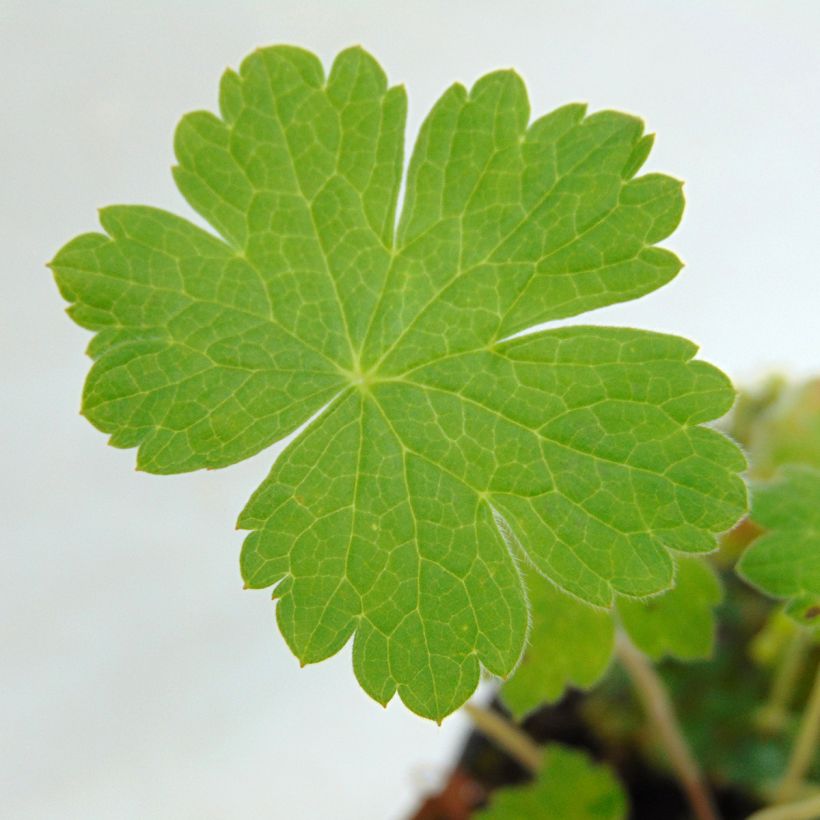 Geranium Sue Crûg (Fogliame)