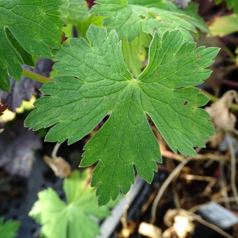 Geranium Sweet Heidi (Fogliame)