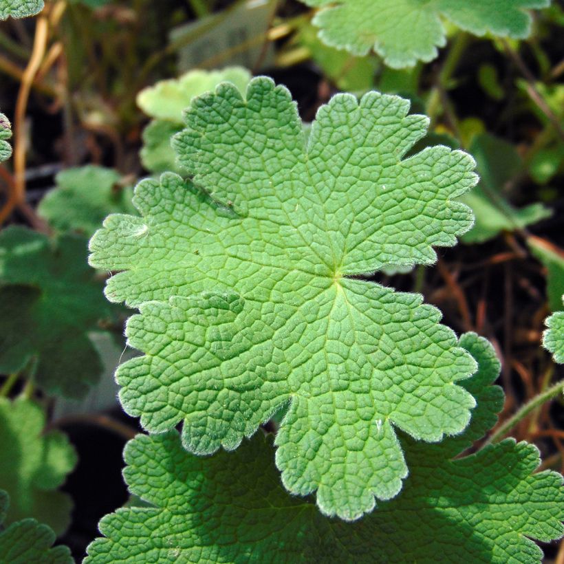 Geranium Terre Franche (Fogliame)