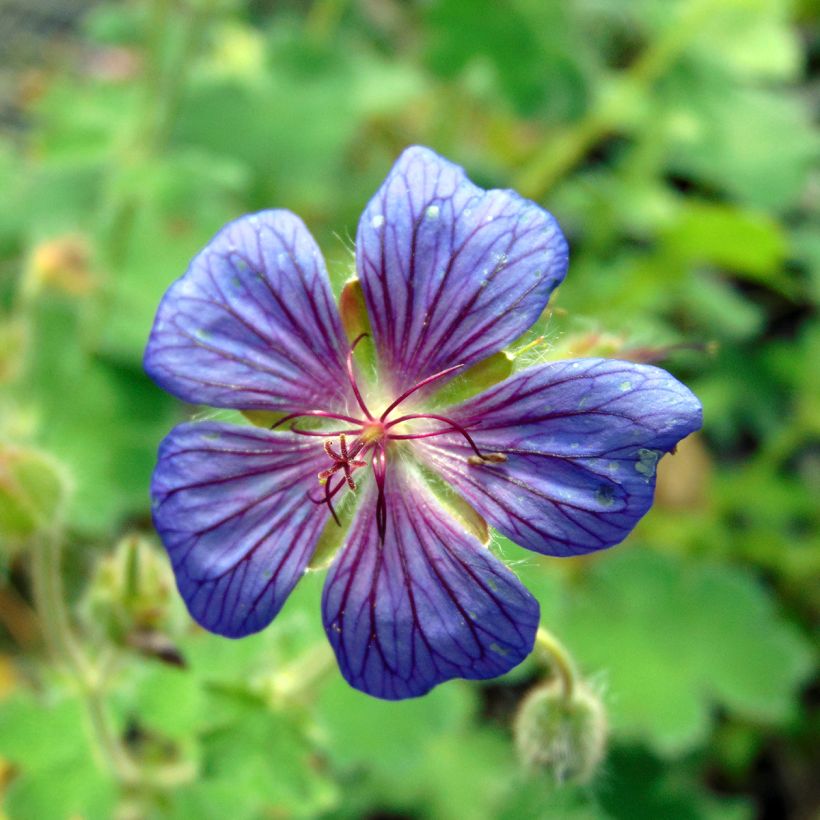 Geranium Terre Franche (Fioritura)