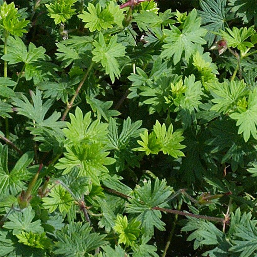 Geranium Tiny Monster (Fogliame)