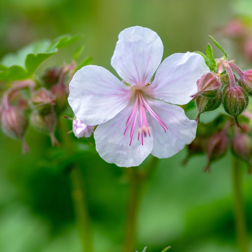 Geranium cantabrigiense Biokovo (Fioritura)