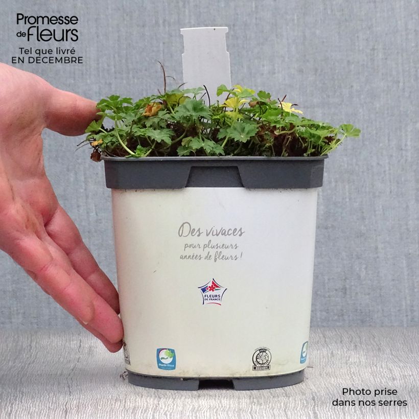 Géranium vivace cantabrigiense Biokovo en pot de 2/3 litres esemplare consegnato in inverno