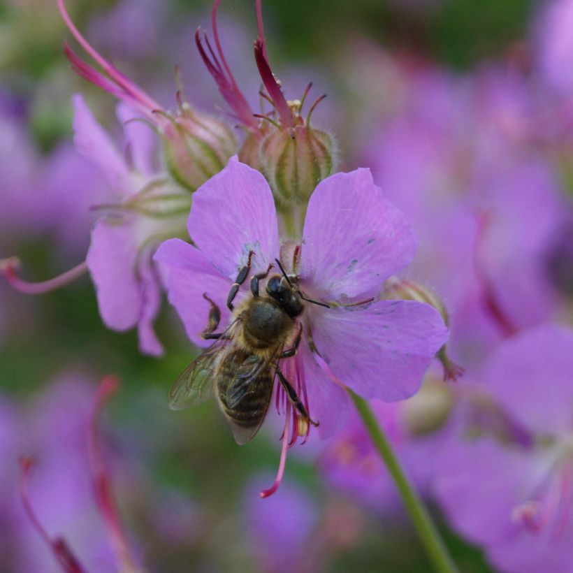 Geranium cantabrigiense Hanne (Fioritura)