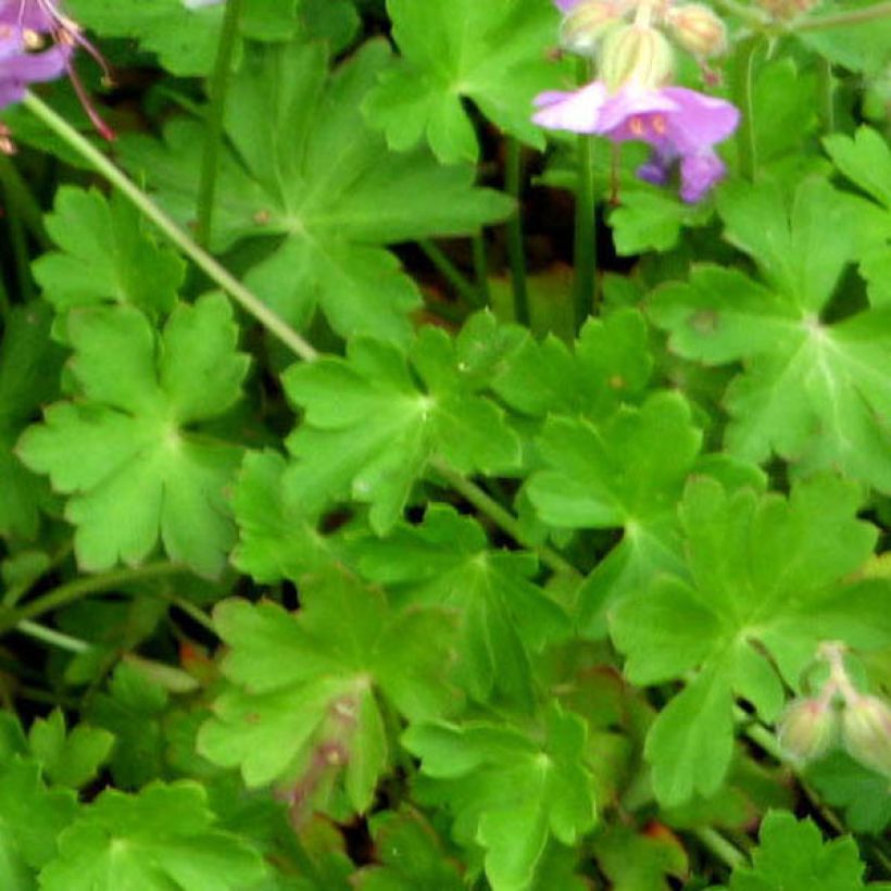 Geranium cantabrigiense Hanne (Fogliame)