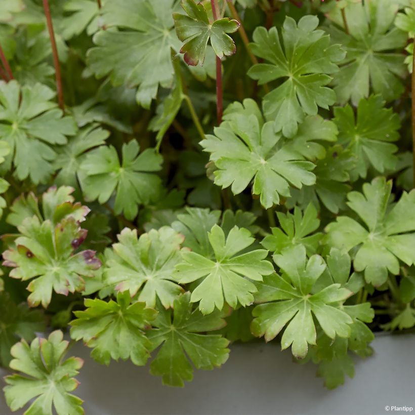 Geranium cantabrigiense Intense (Fogliame)