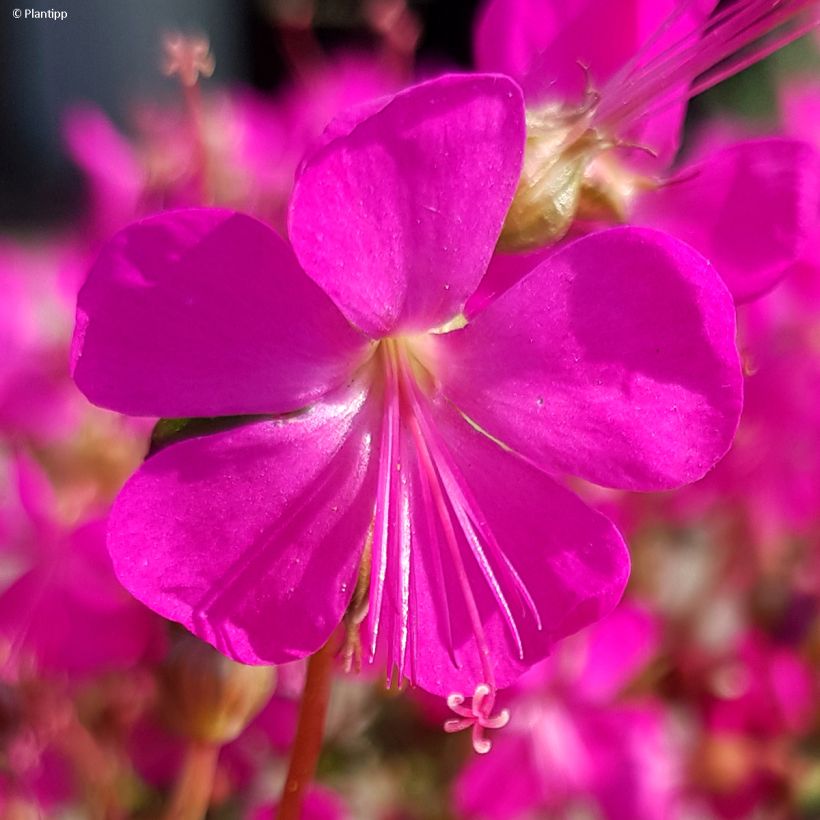 Geranium cantabrigiense Intense (Fioritura)