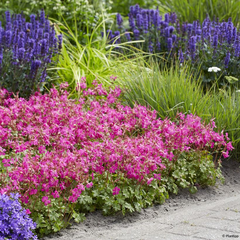 Geranium cantabrigiense Intense (Porto)