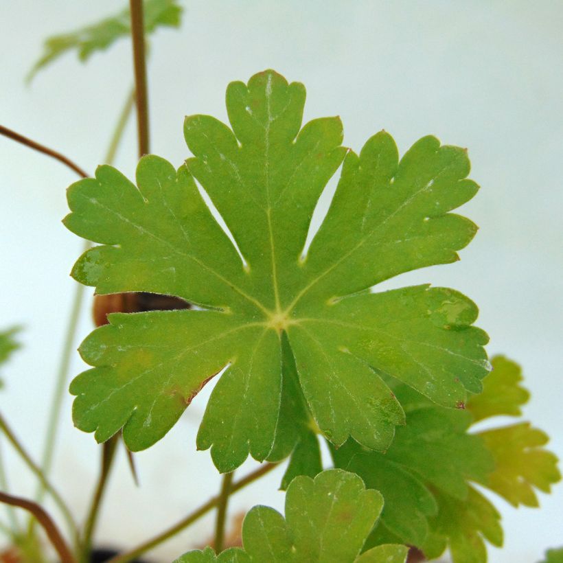 Geranium cantabrigiense Karmina (Fogliame)