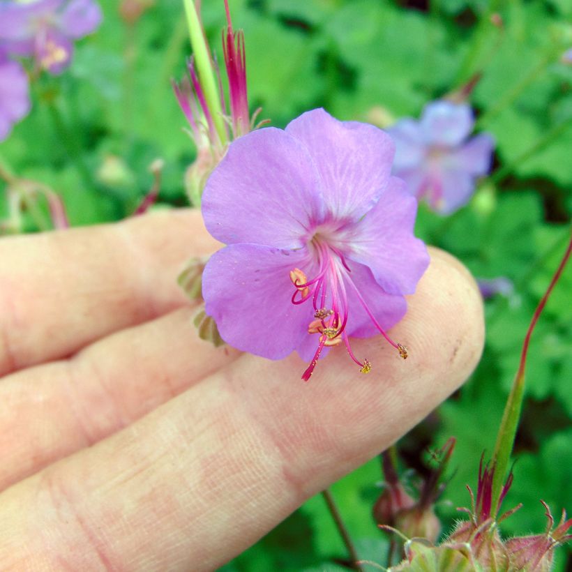 Geranium cantabrigiense Karmina (Fioritura)