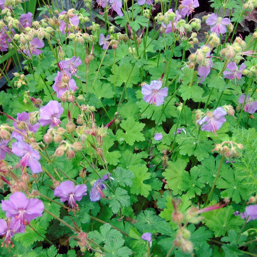 Geranium cantabrigiense Karmina (Porto)