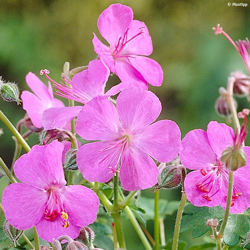 Geranium cantabrigiense Westray (Fioritura)