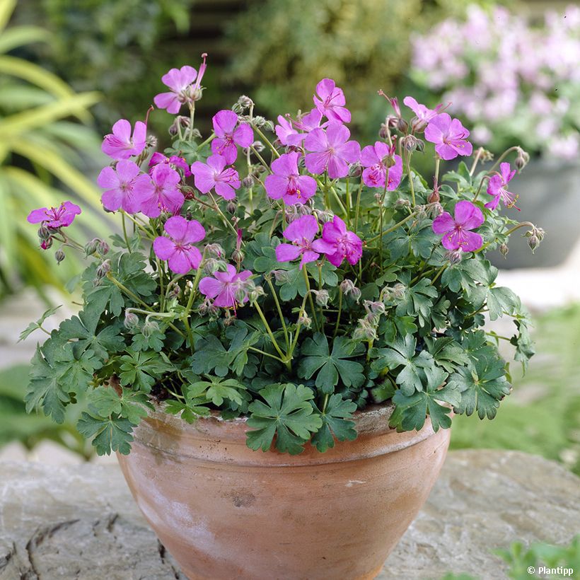 Geranium cantabrigiense Westray (Porto)