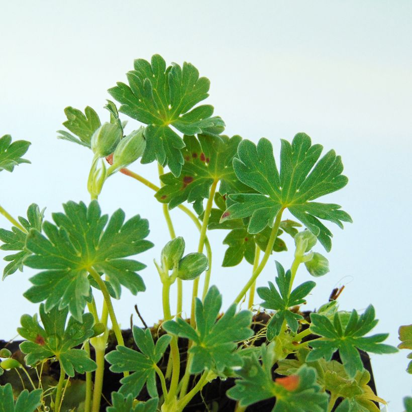 Geranium cinereum Ballerina (Fogliame)