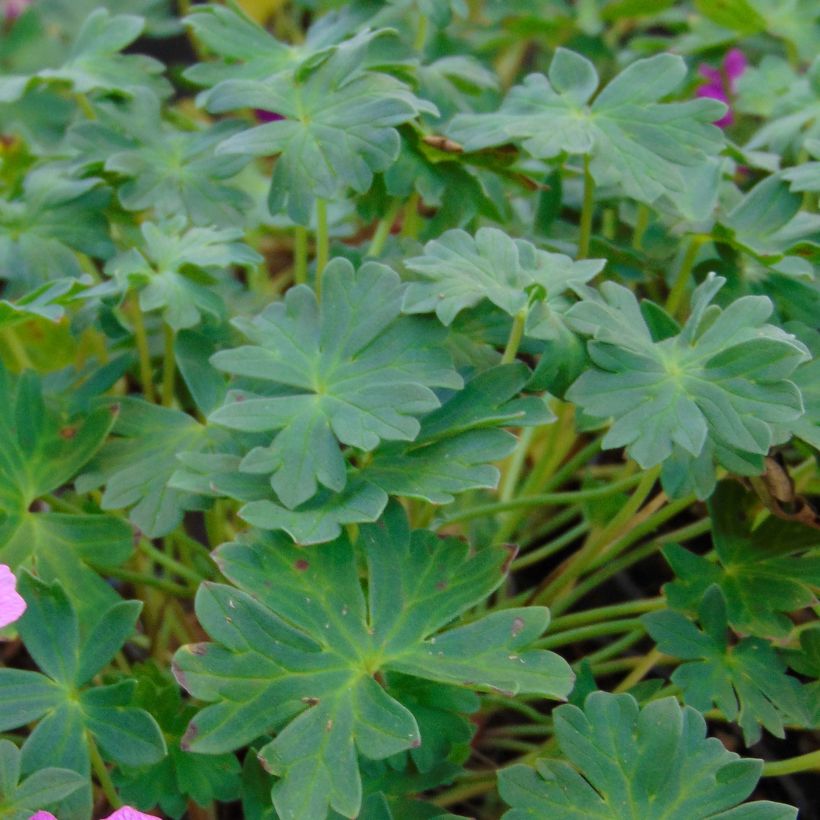 Geranium cinereum Jolly Jewel Hot Pink (Fogliame)