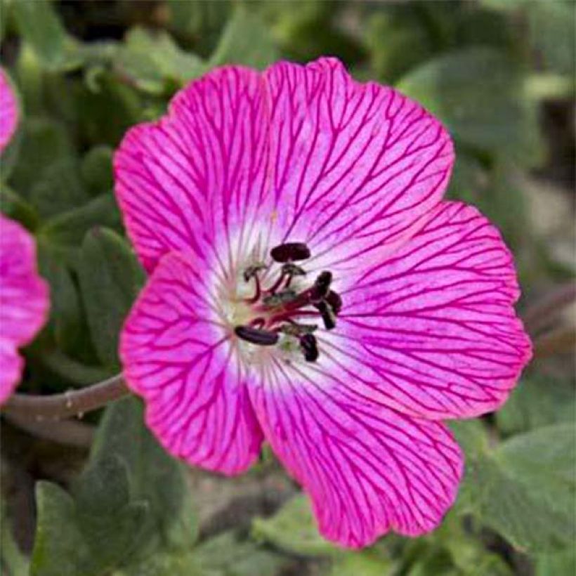 Geranium cinereum Jolly Jewel Hot Pink (Fioritura)