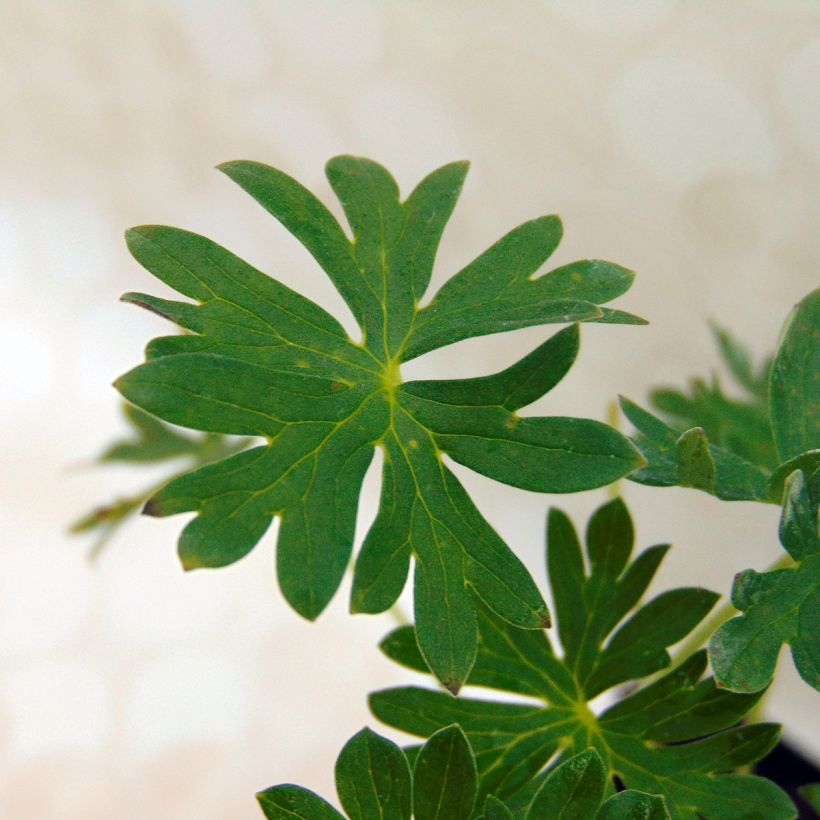 Geranium cinereum Jolly Jewel Night (Fogliame)