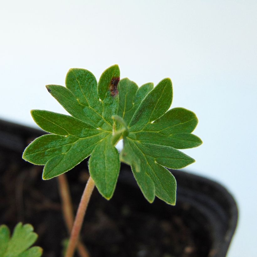 Geranium cinereum v. subcaulescens (Fogliame)