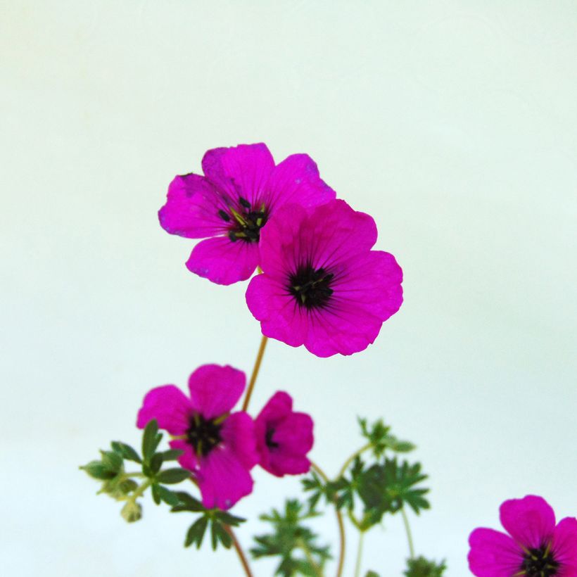 Geranium cinereum v. subcaulescens (Fioritura)