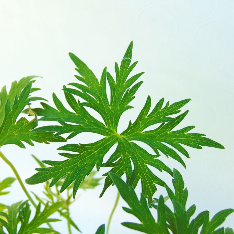 Geranium clarkei Kashmir Purple (Fogliame)