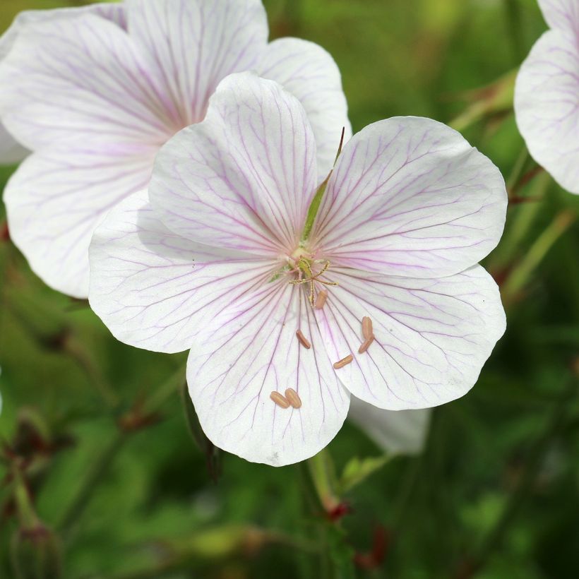 Geranium clarkei Kashmir White (Fioritura)